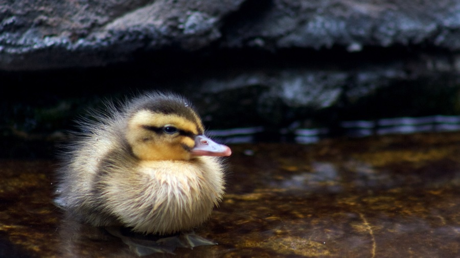 Oahu Island which includes cuddly or friendly animals and bird life