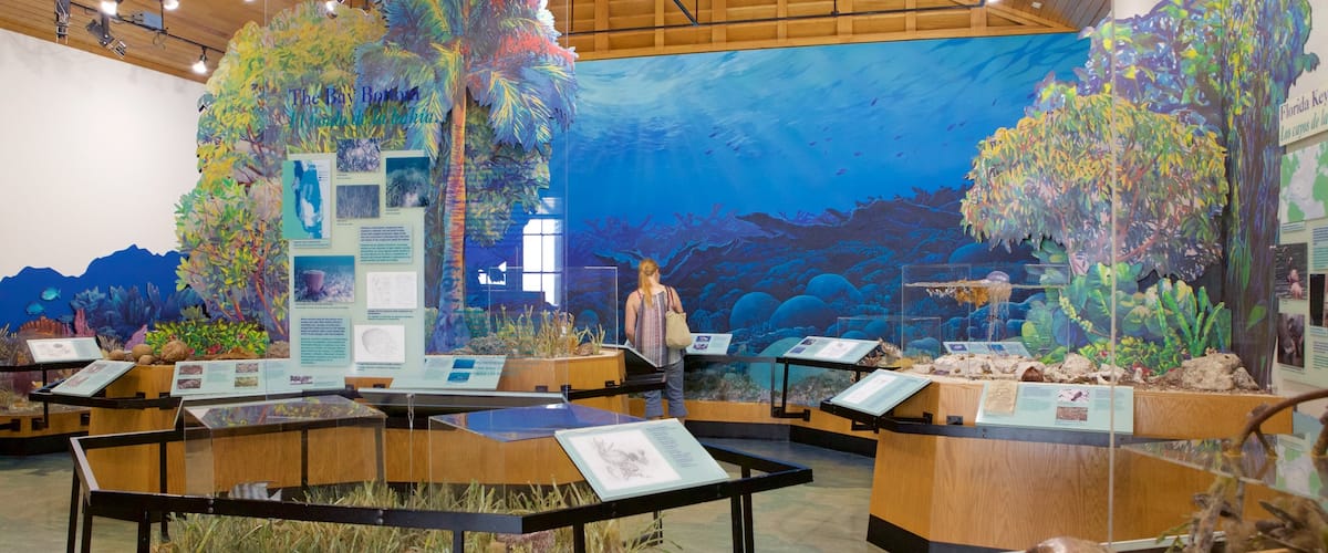 Biscayne National Park showing marine life