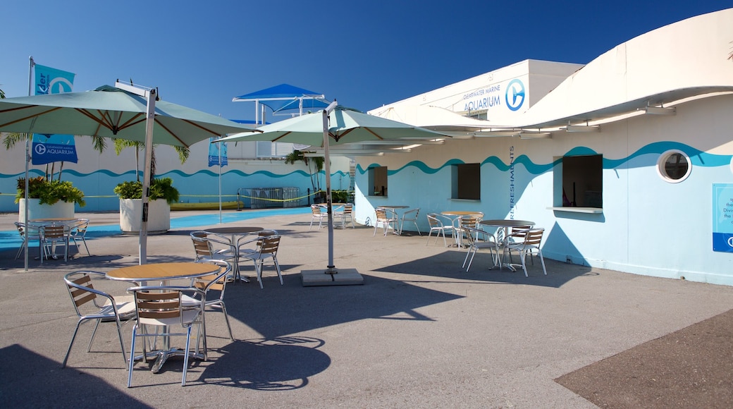 Clearwater som viser caféliv