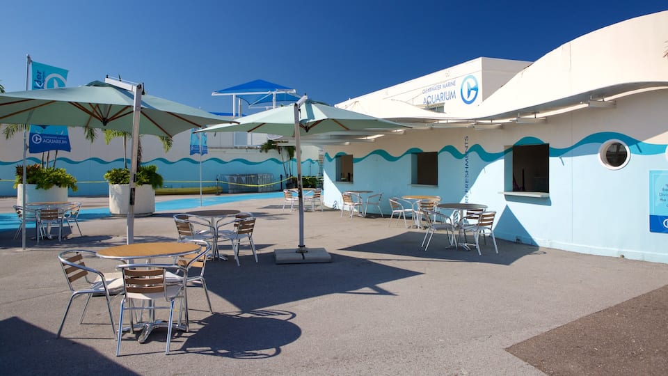 Clearwater mostrando ambiente de café