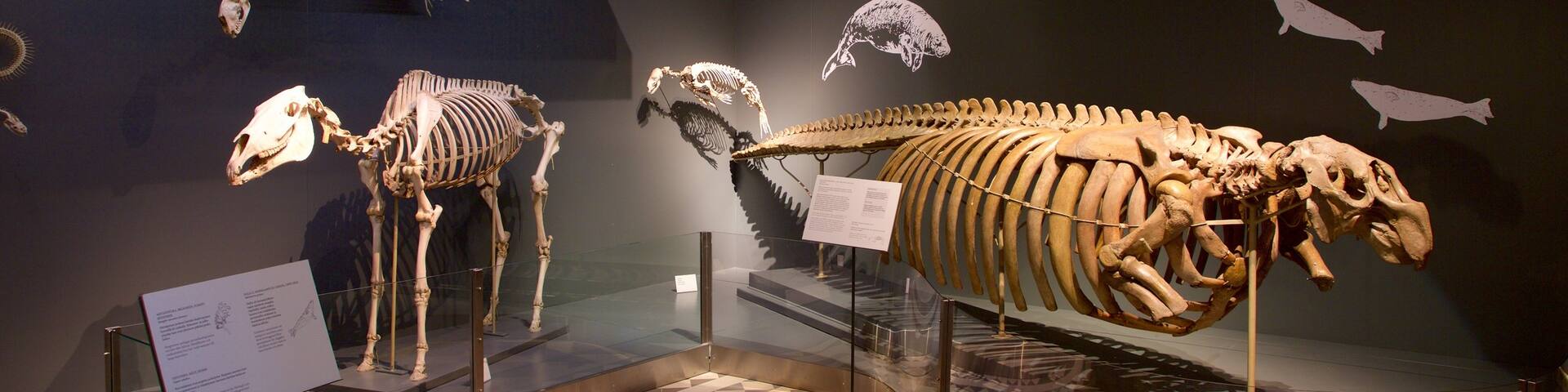 Naturhistorisches Museum von Helsinki