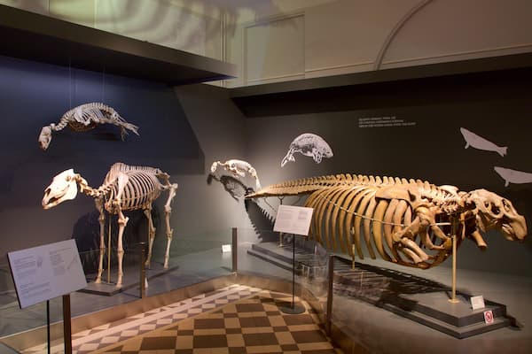 Musée d\'histoire naturelle de Helsinki