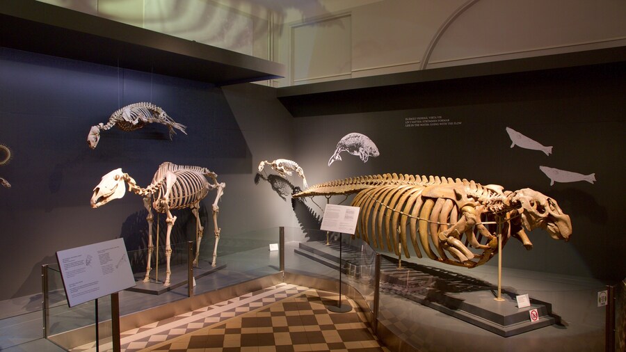 Naturhistorisches Museum von Helsinki