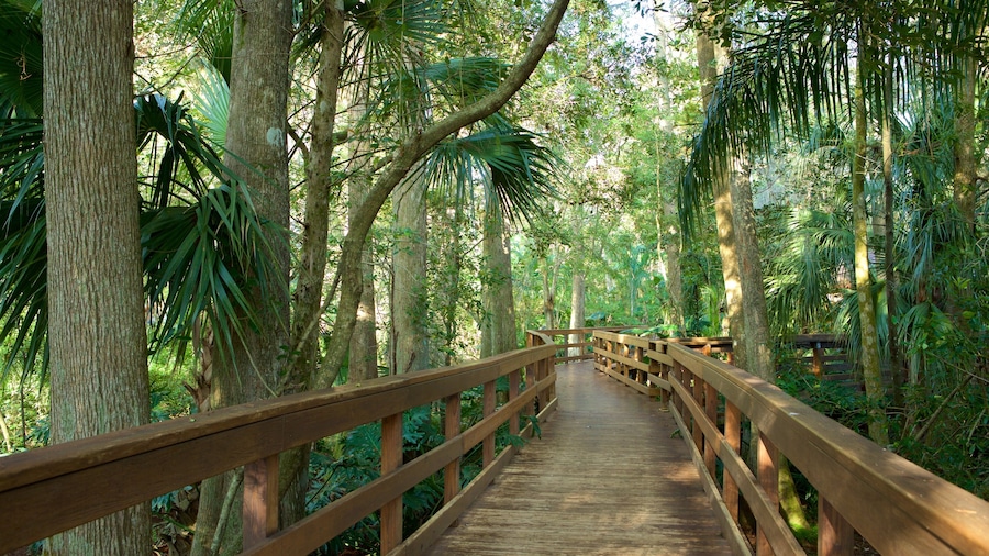 Dinosaur World