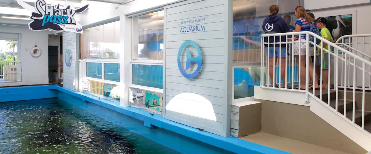 Clearwater Marine Aquarium showing marine life as well as a small group of people