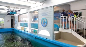 Clearwater Marine Aquarium welches beinhaltet Meeresbewohner sowie kleine Menschengruppe