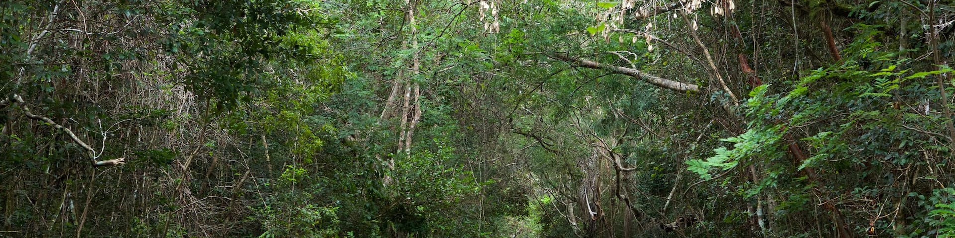 Everglades National Park showing forest scenes