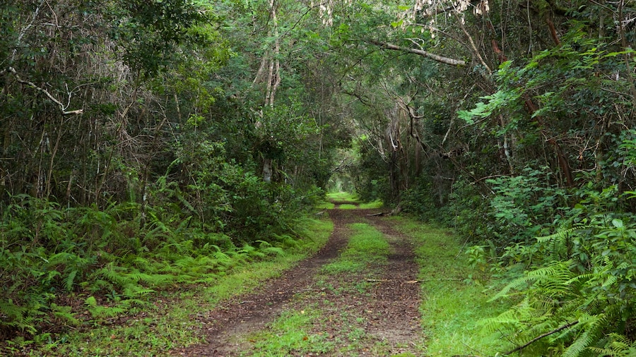 Everglades National Park bevat bos