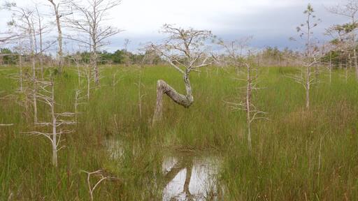 Everglades National Park featuring wetlands
