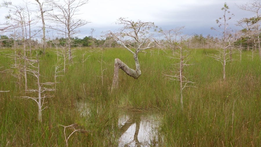 Everglades National Park which includes wetlands