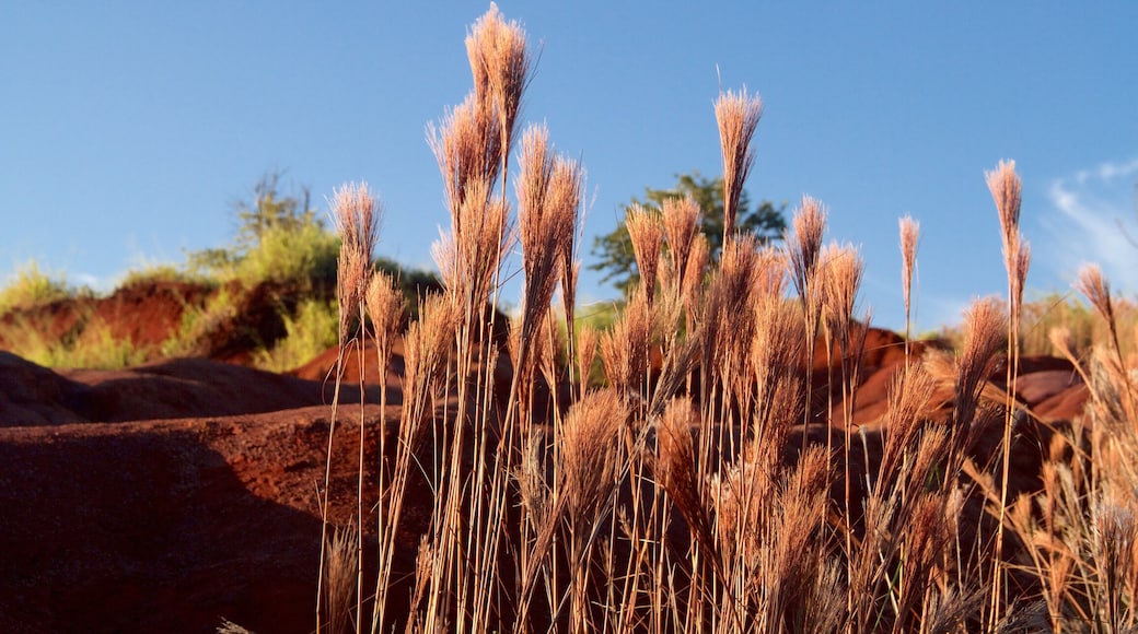 Waimea Canyon