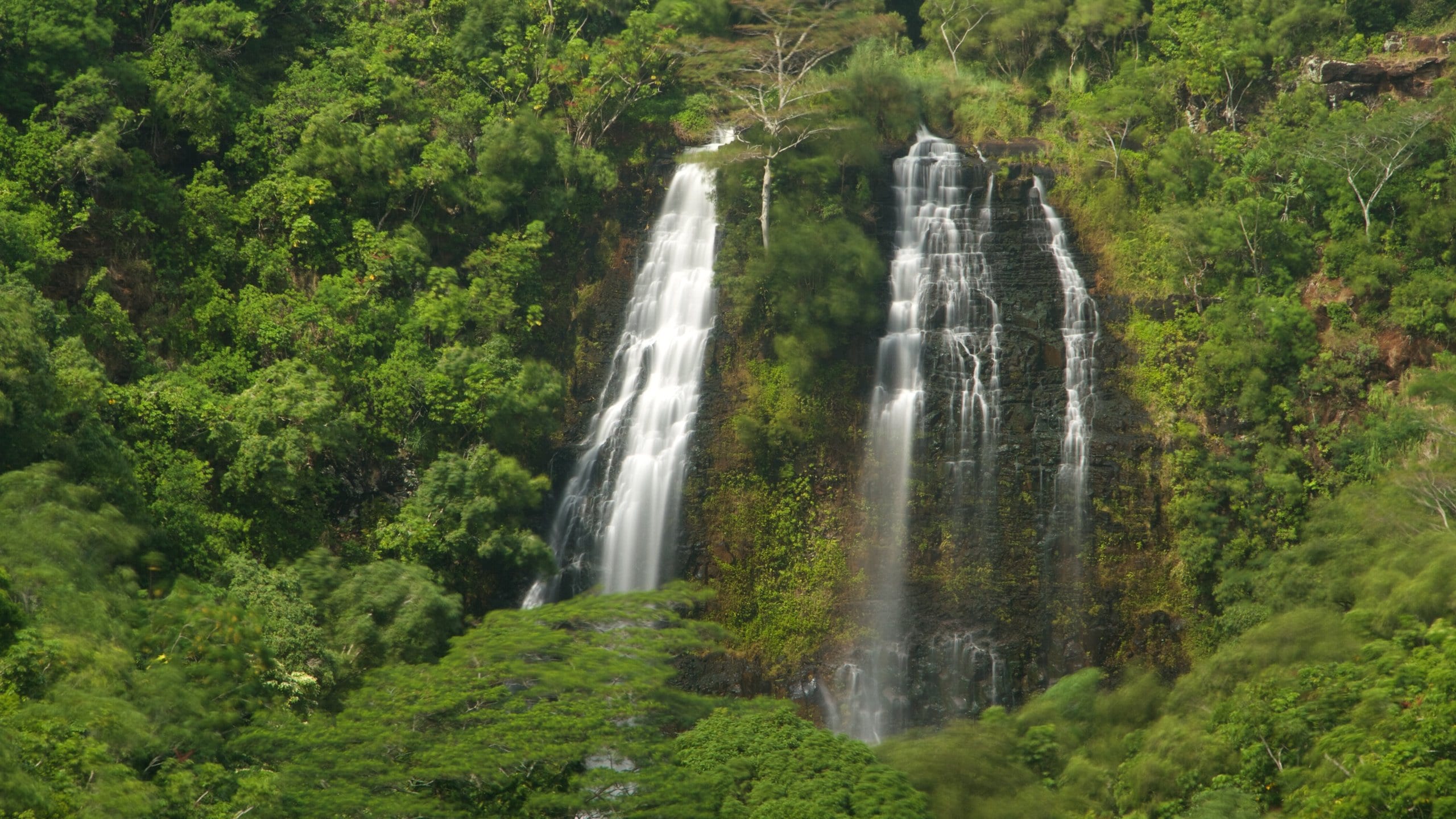 Isla de Kauai ofreciendo escenas forestales y una catarata