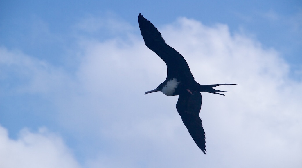 Faro Kilauea ofreciendo vida de las aves