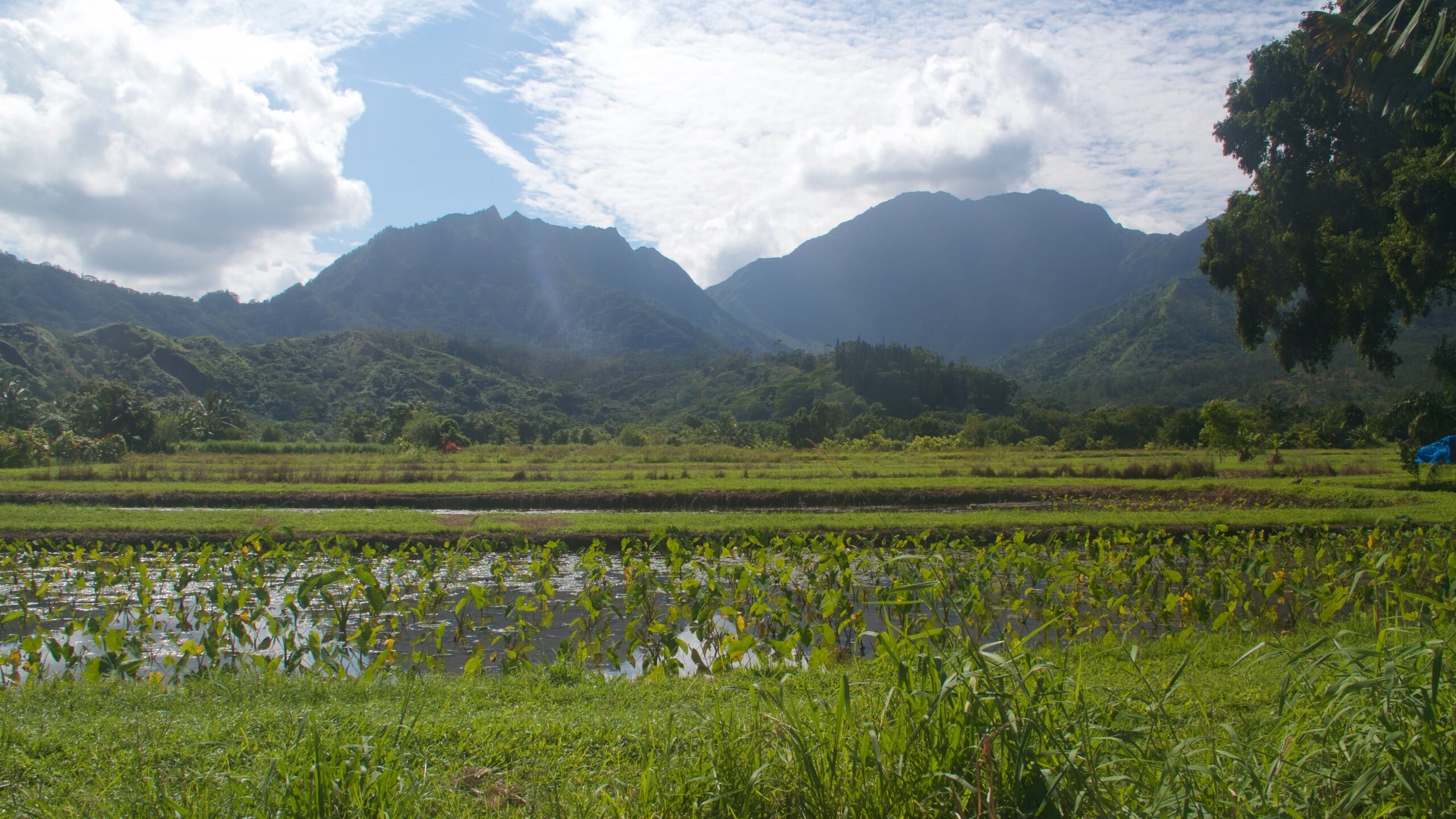 Hanalei que incluye tierras de cultivo, vistas de paisajes y un barranco o cañón