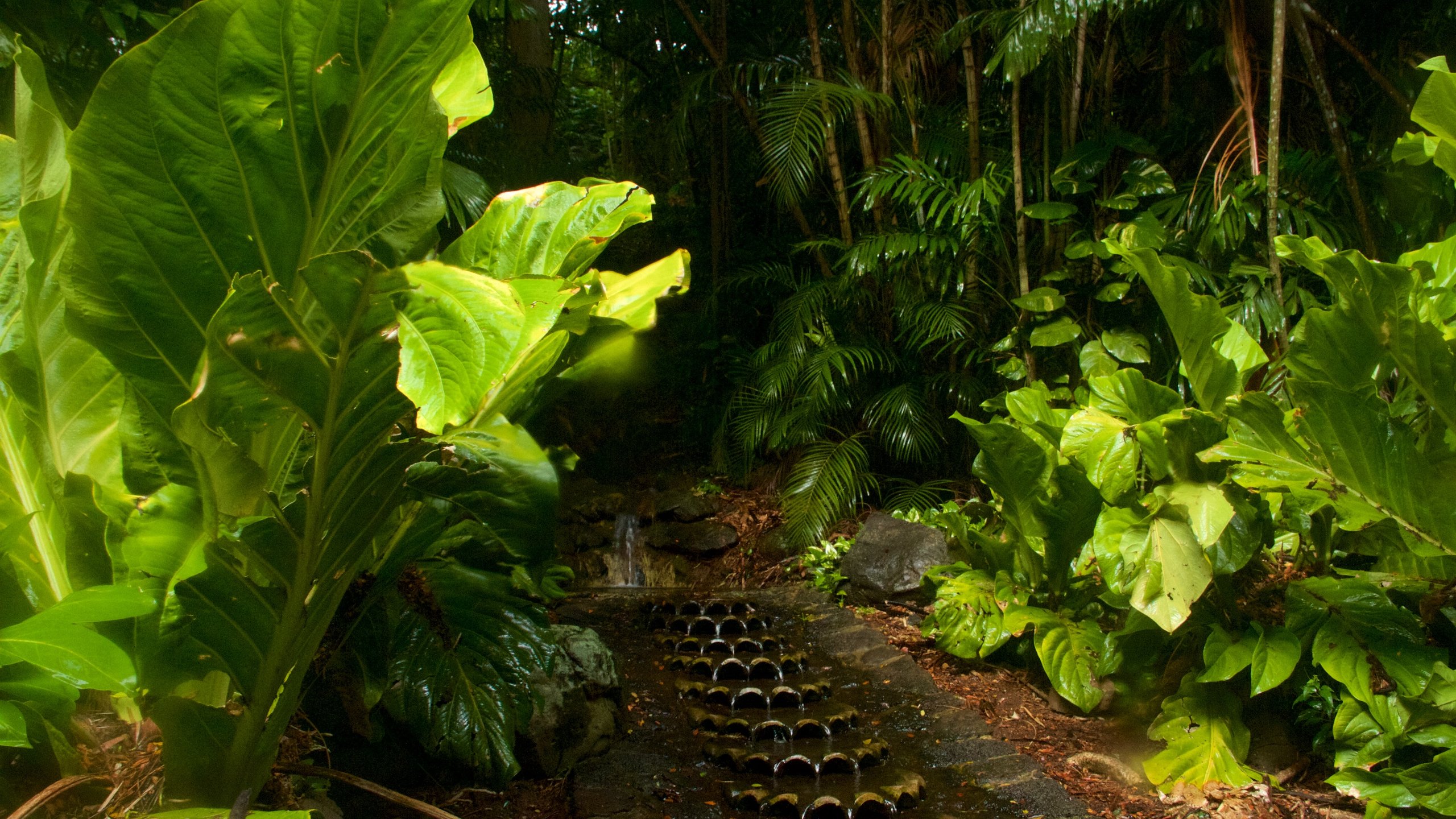 Koloa featuring a park