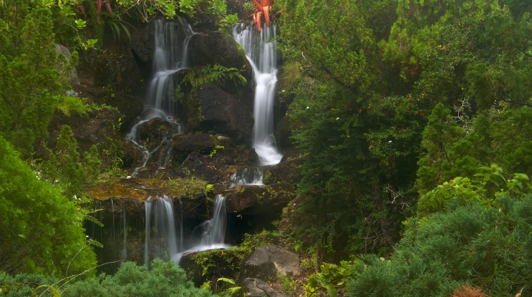 Kilauea mettant en vedette paysages en forêt et une cascade