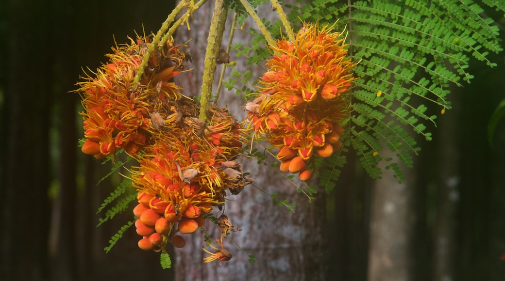 Na Aina Kai Botanical Gardens featuring wild flowers