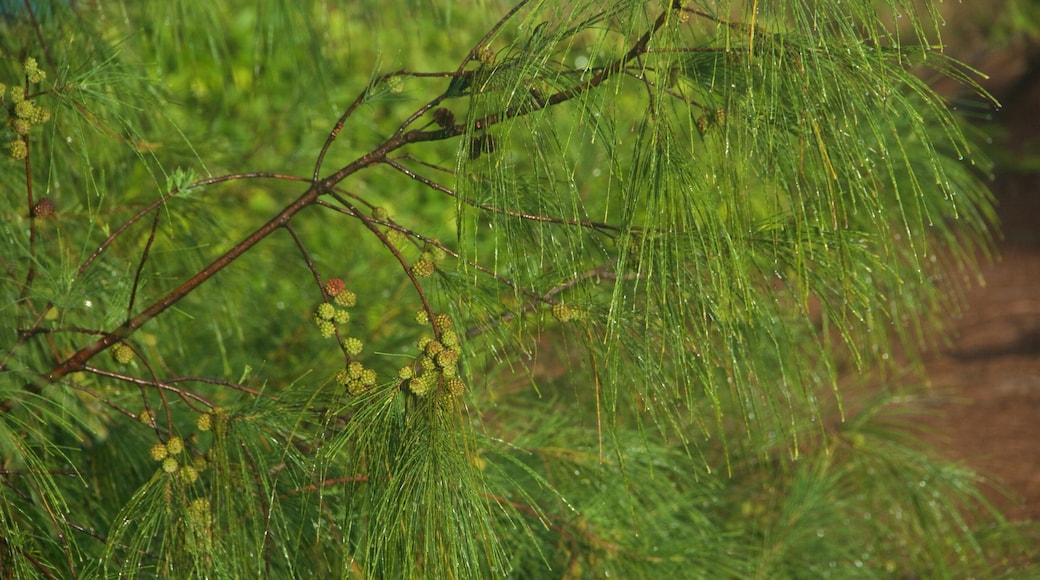 Na Aina Kai Botanical Gardens