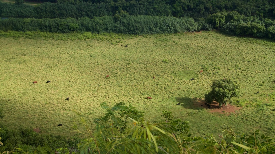Wailua River State Park