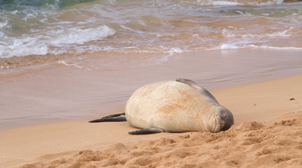 Poipu Beach showing a sandy beach and marine life