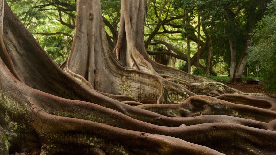 Allerton Botanical Garden which includes forests and a park