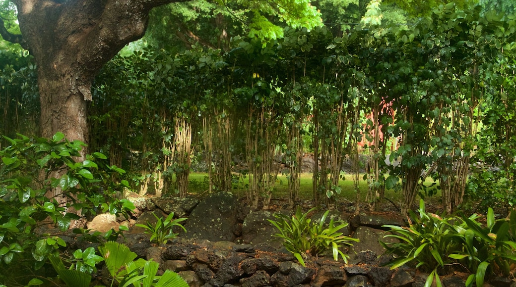 Allerton Botanical Garden showing a garden