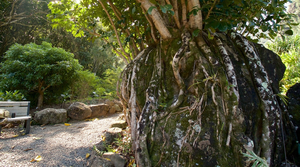 Limahuli Gardens and Reserve ofreciendo un jardín