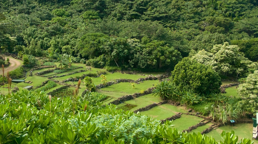 Tuinen en reservaat Limahuli toont een park