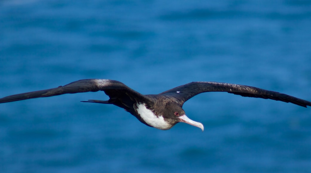 Phare de Kilauea mettant en vedette vie des oiseaux