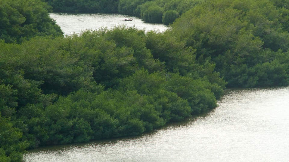 Alekoko  Fishpond showing a pond and wetlands