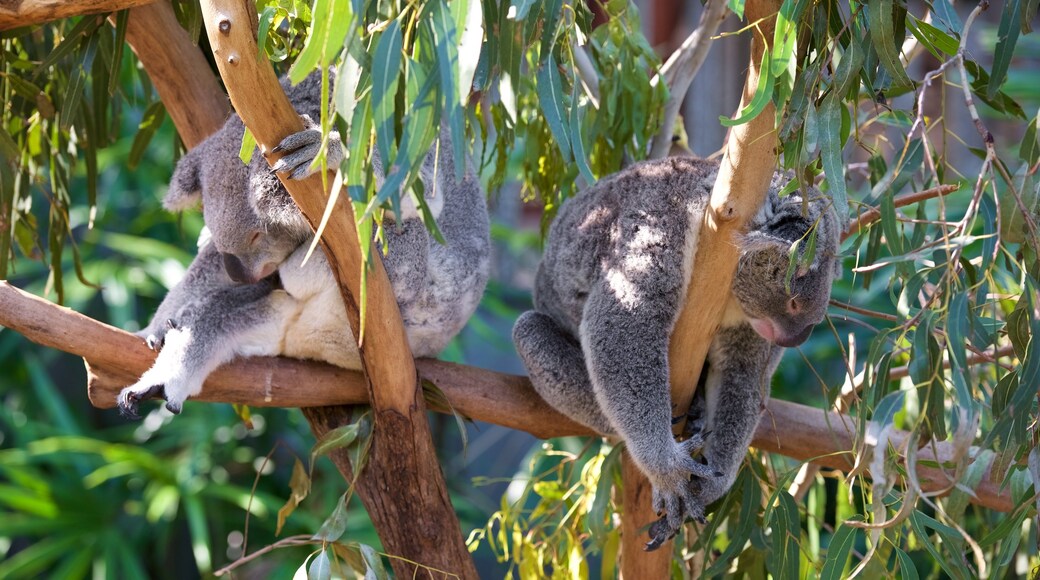 Hamilton Island which includes cuddly or friendly animals