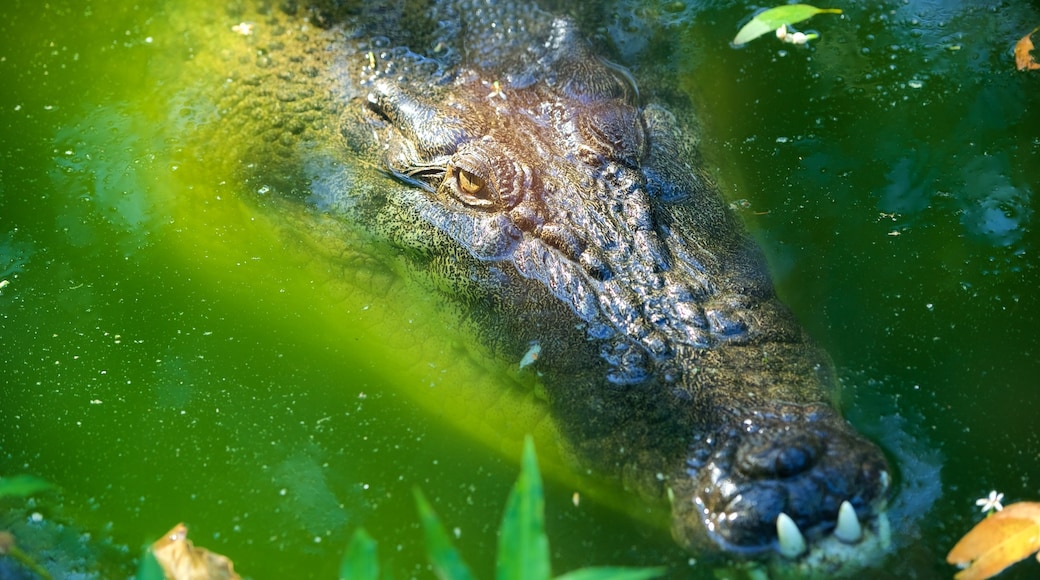 Hamilton Island showing land animals, dangerous animals and zoo animals