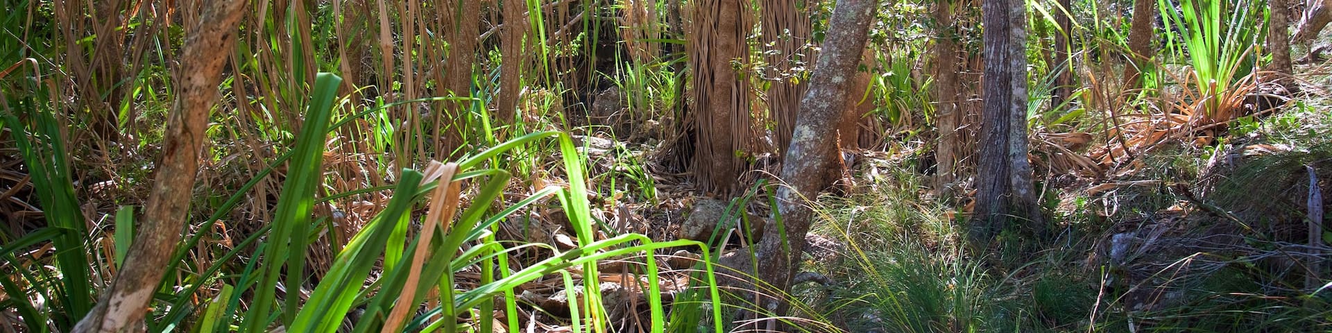 Shute Harbour featuring a garden