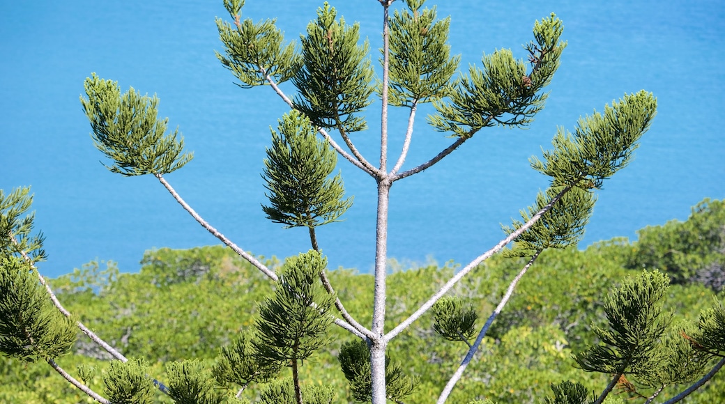 Shute Harbour welches beinhaltet allgemeine Küstenansicht und Garten