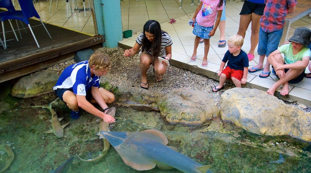 Daydream Island showing marine life as well as a family