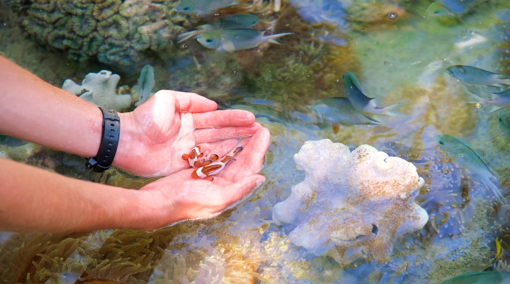 Daydream Island welches beinhaltet Meeresbewohner und farbenfrohe Riffe sowie einzelner Mann