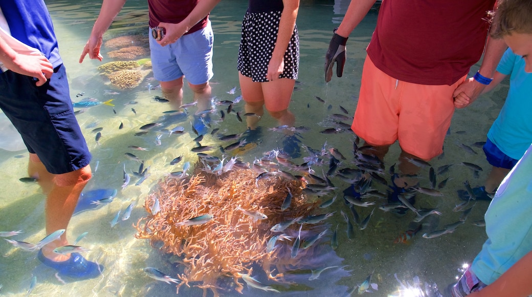 Molle Islands National Park featuring zoo animals and marine life as well as a small group of people