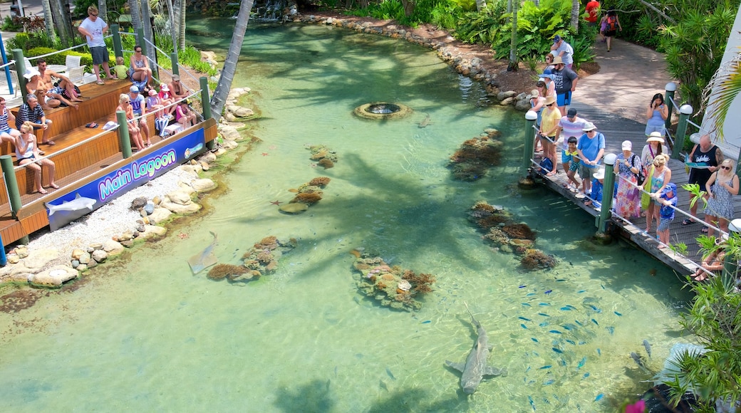 Daydream Island mostrando animali da zoo e animali marini cosi come un piccolo gruppo di persone