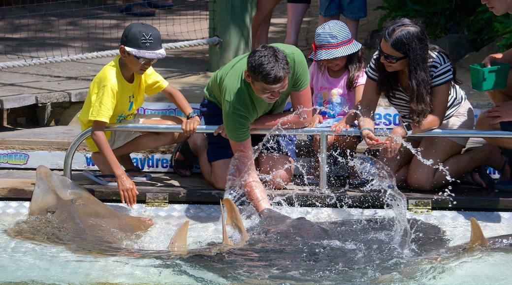 Daydream Island welches beinhaltet Zootiere und Meeresbewohner sowie kleine Menschengruppe