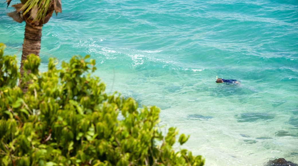 Lovers Cove featuring tropical scenes, snorkeling and general coastal views