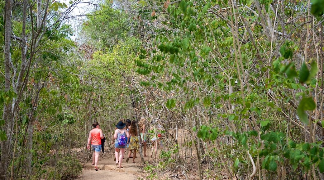 Hamilton Island featuring hiking or walking and tropical scenes