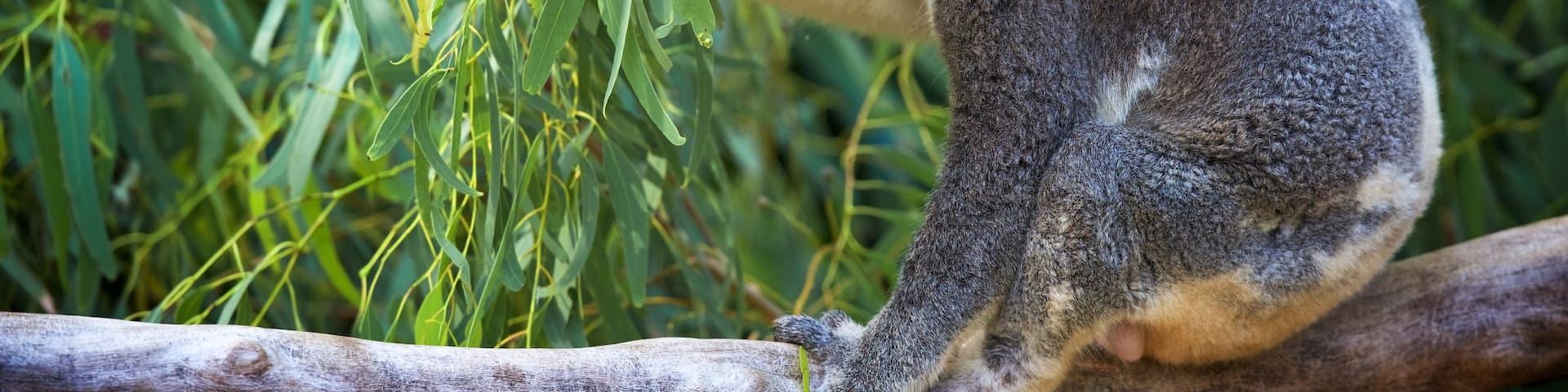 WILD LIFE Hamilton Island featuring cuddly or friendly animals and zoo animals