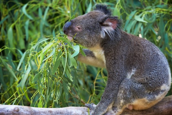WILD LIFE Hamilton Island welches beinhaltet niedliche oder freundliche Tiere und Zootiere