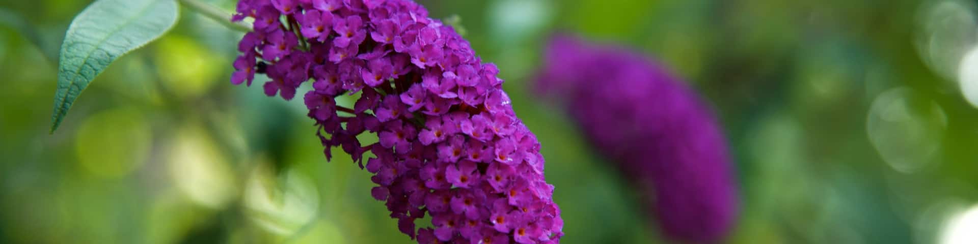 Parco Sempione mit einem Blumen, Wildblumen und Park
