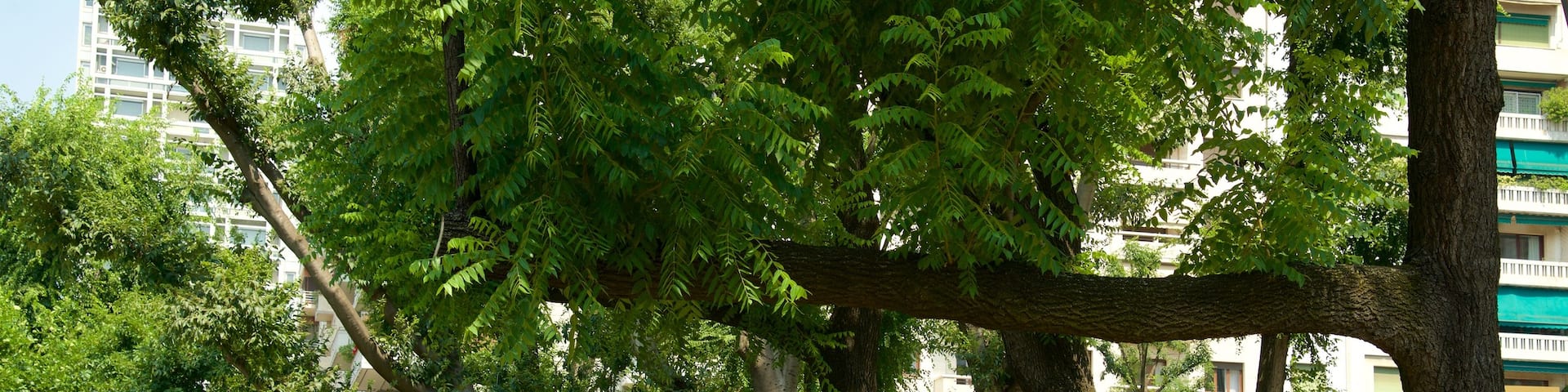Piazza della Repubblica which includes a garden as well as an individual male