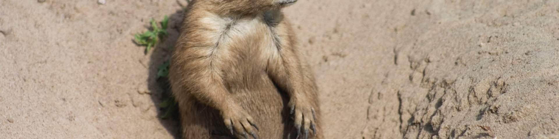 Valentine montrant animaux domestiques ou inoffensifs