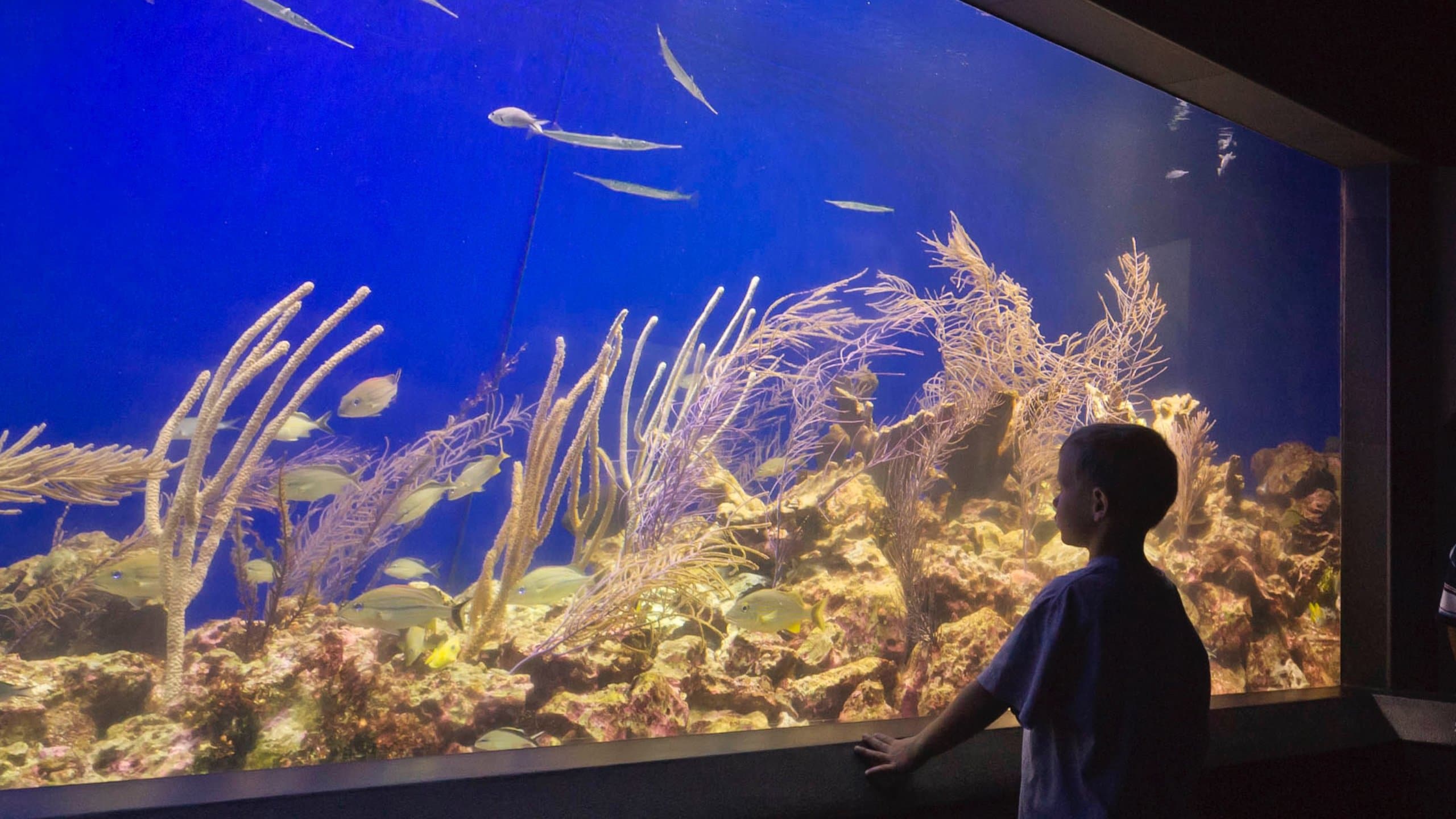 Henry Doorly Zoo showing interior views, marine life and coral