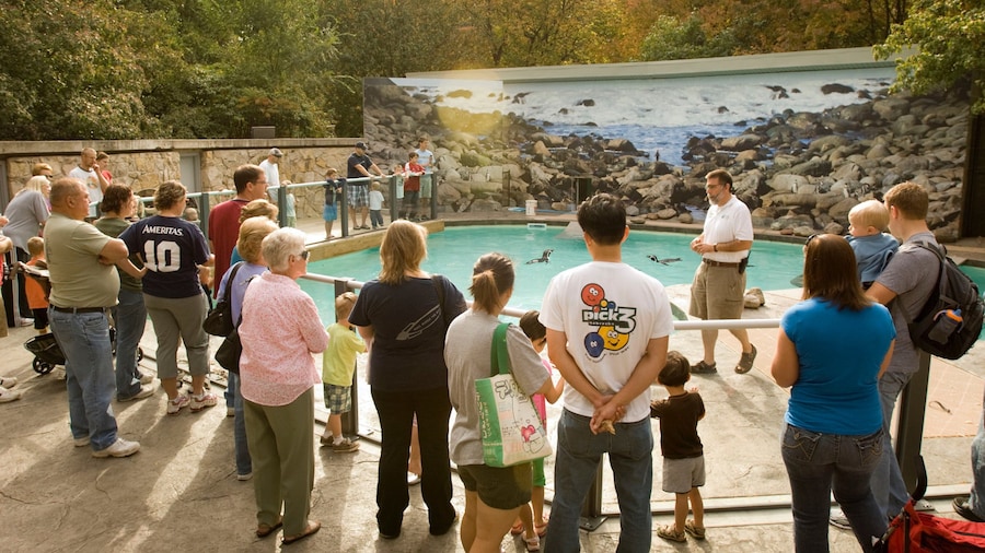 Lincoln Children\'s Zoo que incluye animales del zoológico y también un pequeño grupo de personas