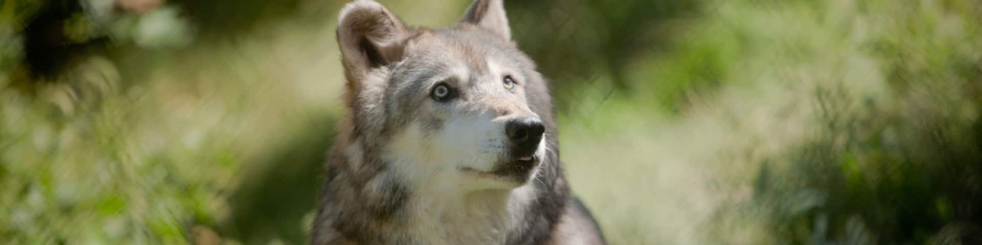 Lincoln mostrando animales peligrosos y animales terrestres