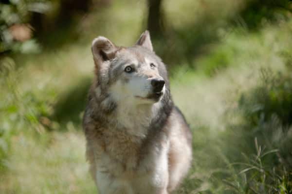 Lincoln which includes dangerous animals and land animals